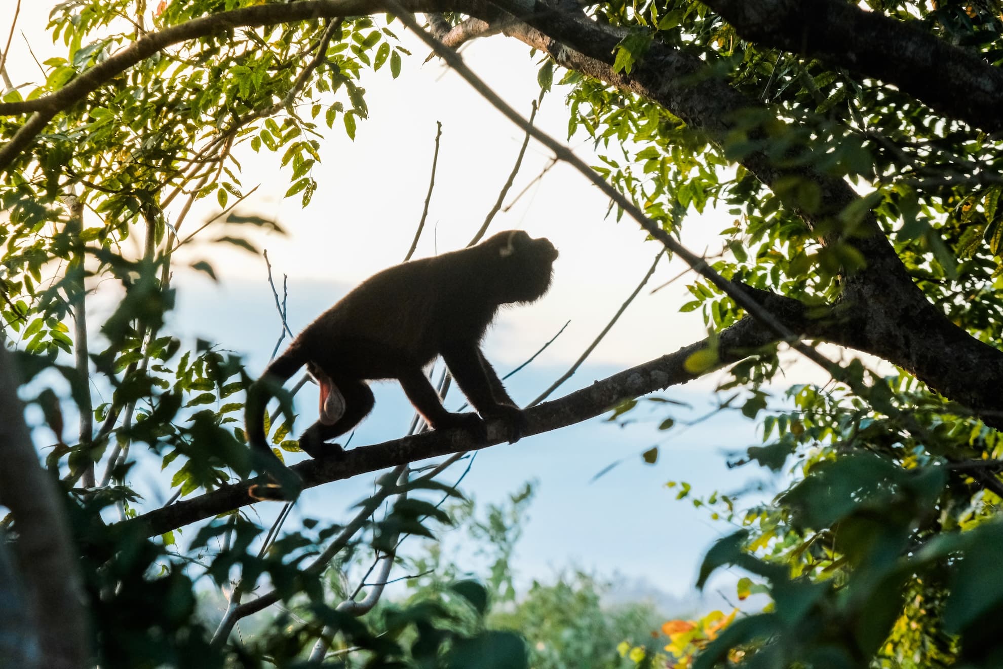 A howler monkey in the canopy of the Eco Venao reforestation project