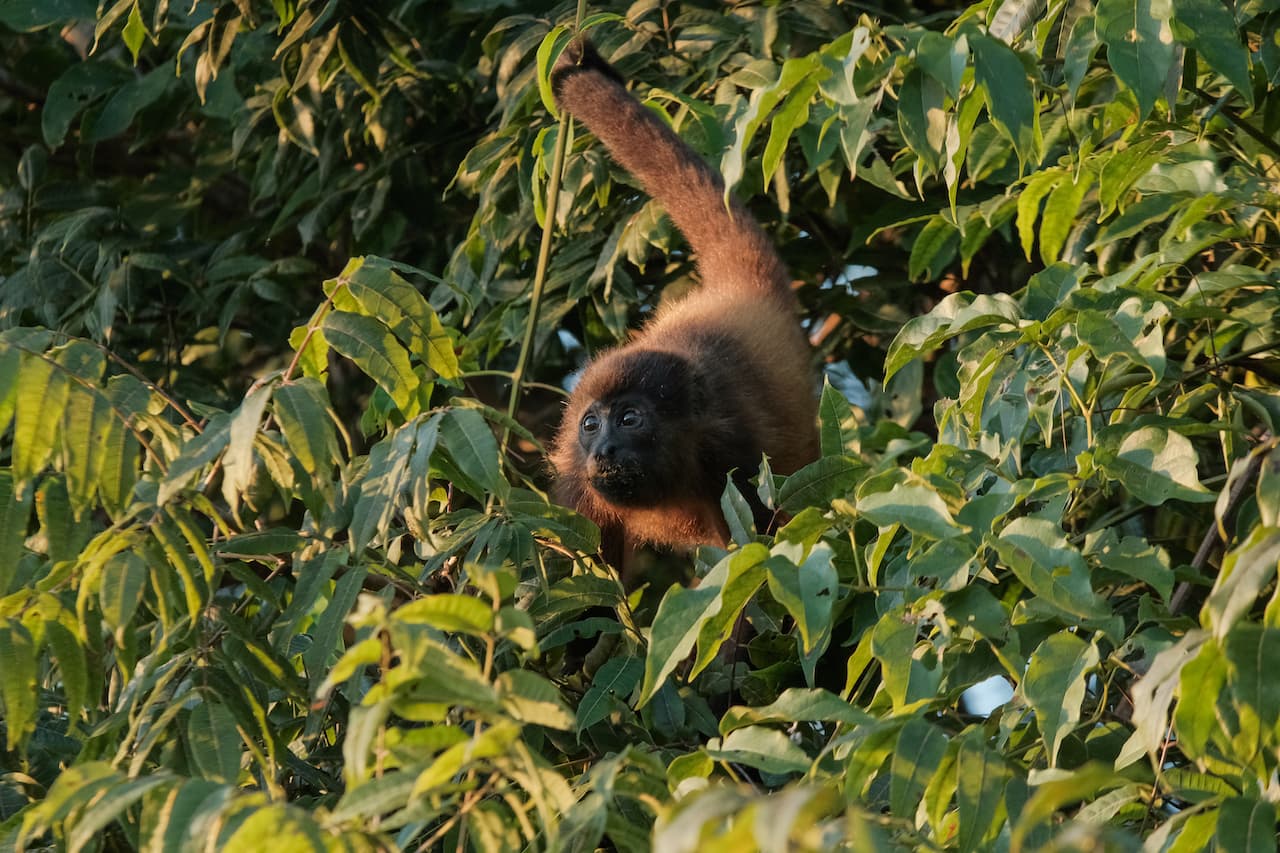 Howler monkeys in the canopy