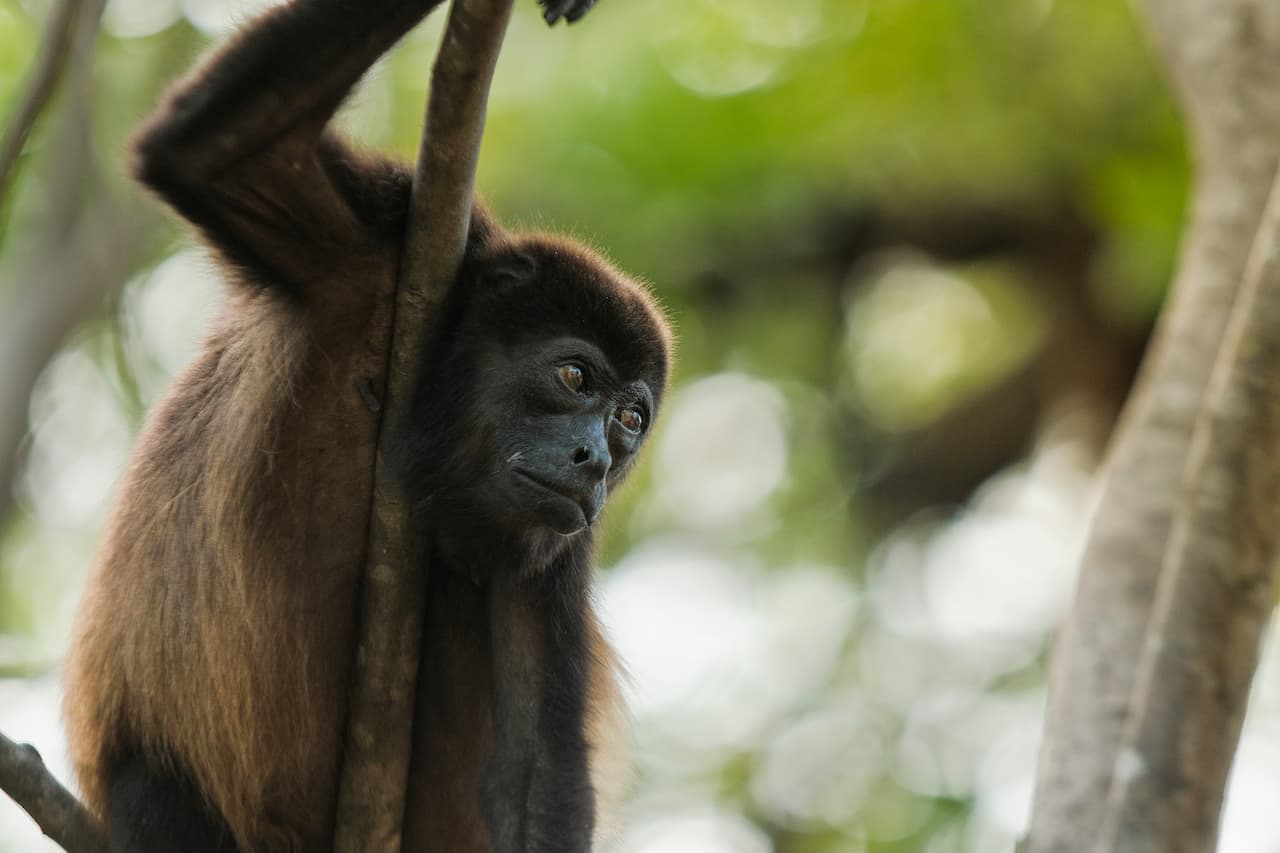 Wildlife at Eco Venao