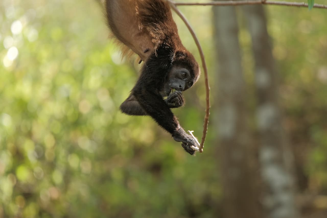 Capuchin in the trees
